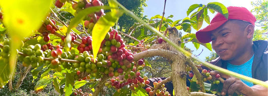 Uplifting the Coffee Farmer